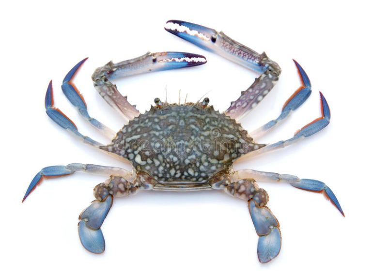 Crabe Bleu Chine 12*1kg EUROCIEL Crabe Bleu Chine 12*1kg EUROCIEL