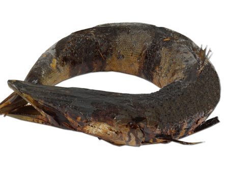 BARRACUDA FUME 5KG IWP