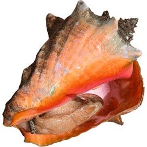 Lambi 10*500g