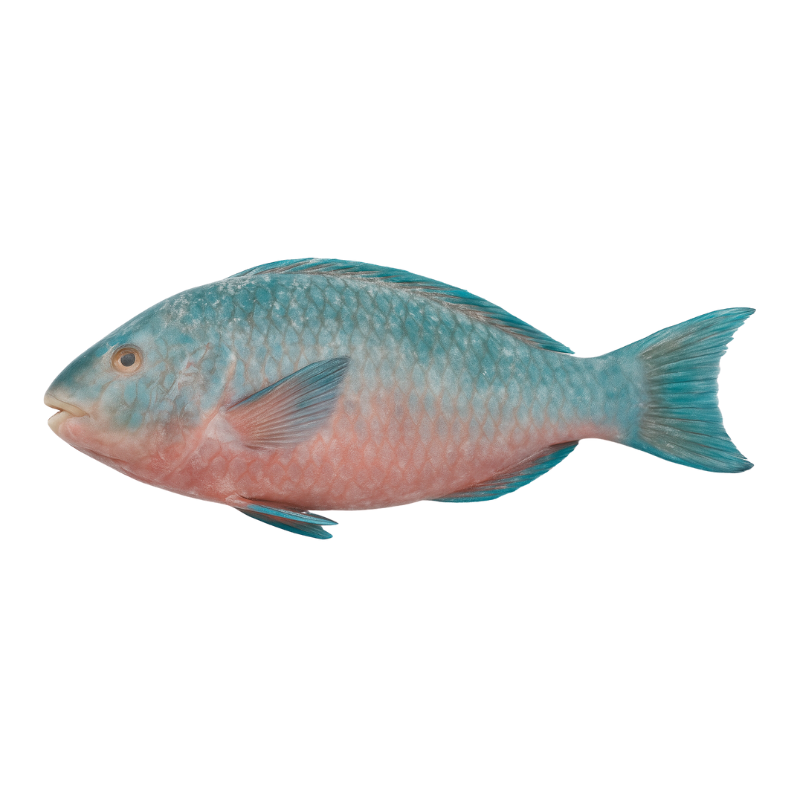 PERROQUET 300/500 (5X2KG)