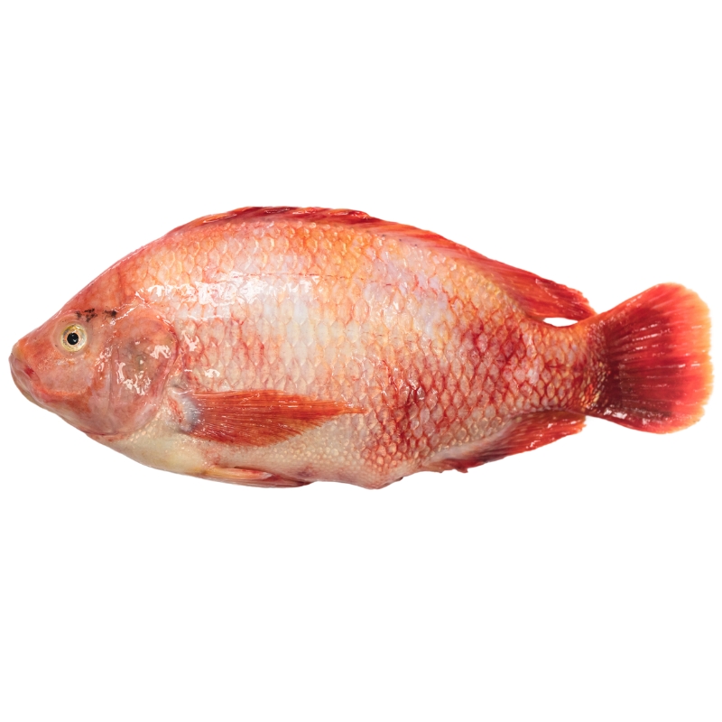 Tilapia Rouge