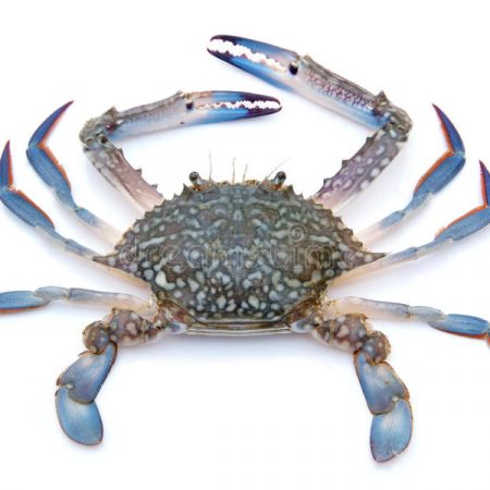 Crabe Bleu Chine 12*1kg