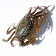 CRABE 'Madagascar'