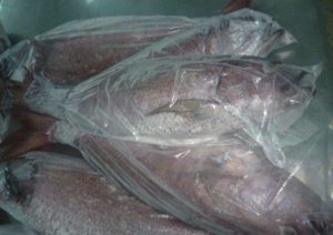 COLAFIL 2/3 KGS 23 KG