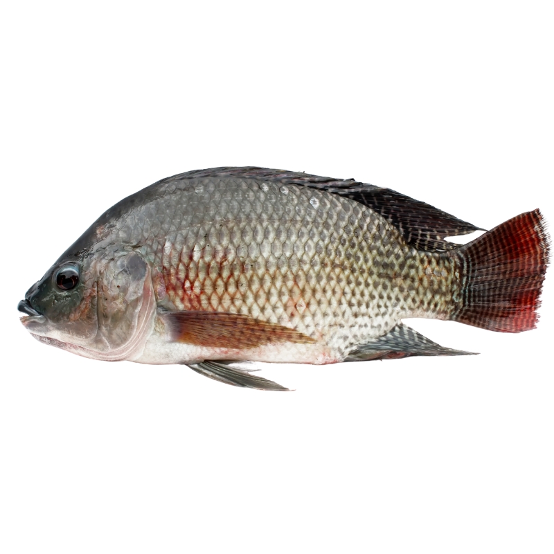 Tilapia