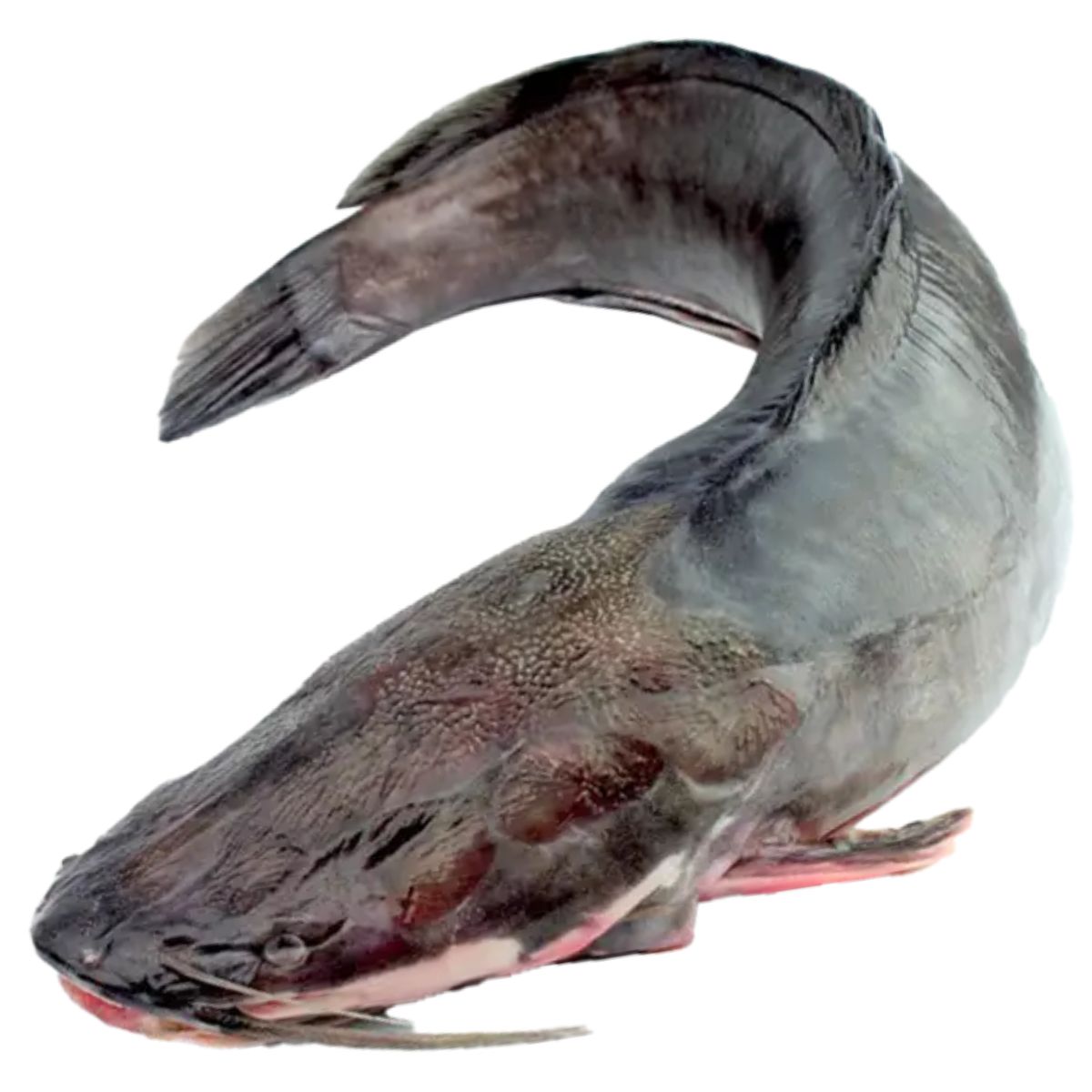 MACHOIRON ENTIER