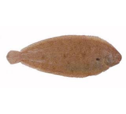 SOLE 300/400 - 10KG VRAC