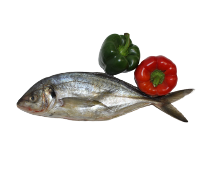 Carangue entier NZ (10kg)