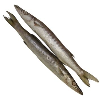 BARRACUDA ENTIER
