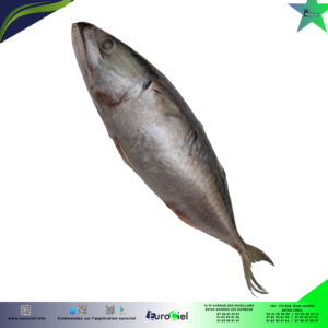 INDIAN MACKEREL entier congelé, emballé dans un sachet sous vide.