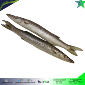 Barracuda entier congelé posé sur de la glace au marché aux poissons