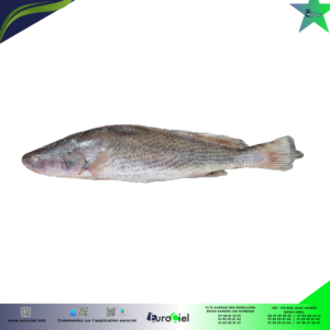 Courbine entière congelée en vrac, prête à être cuisinée.