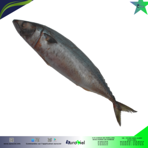 Maquereau entier congelé dans un sachet transparent, prêt à être cuisiné.