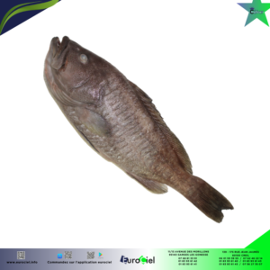 Merou entier congelé en vrac, posé sur de la glace.