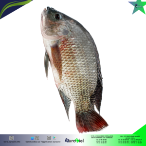 Tilapia entier congelé posé sur de la glace dans un emballage transparent