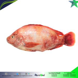 Tilapia Rouge entier congelé posé sur de la glace dans un emballage transparent