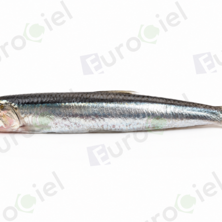 ANCHOIS ENTIER 12 X 800g