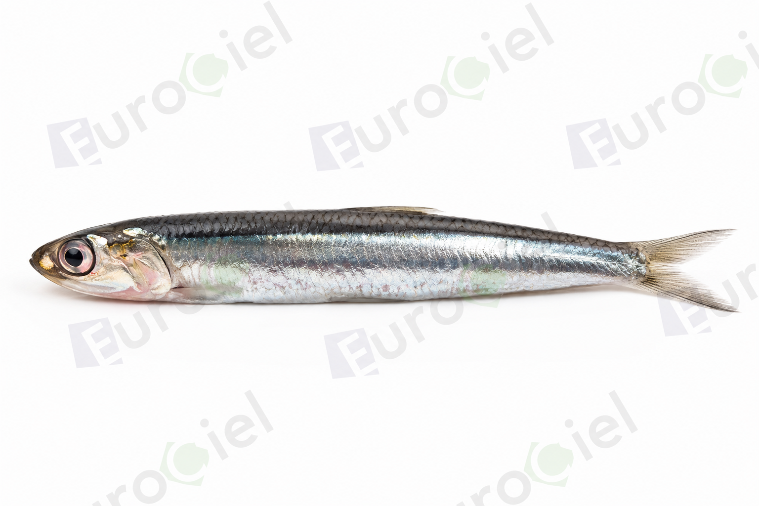 ANCHOIS ENTIER 12 X 800g